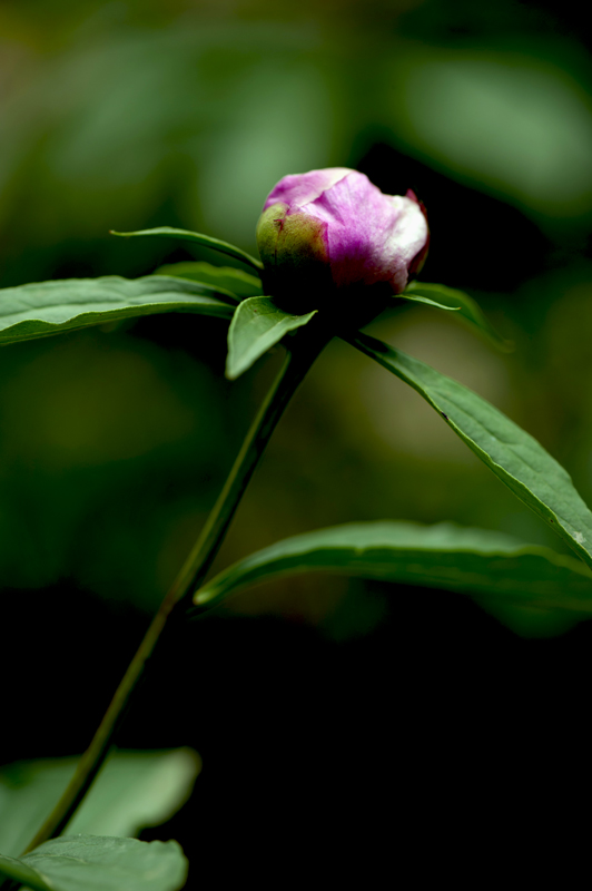dsc_6177a.jpg