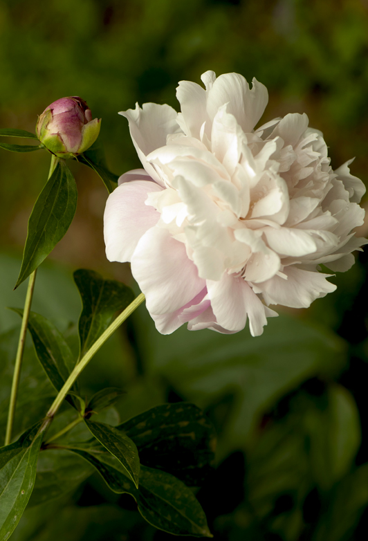 dsc_6180a.jpg