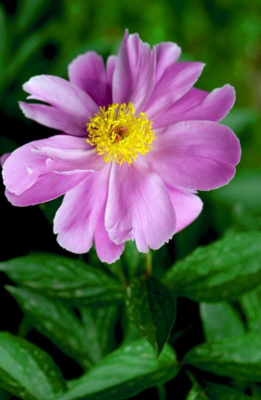 dsc_6178a.jpg