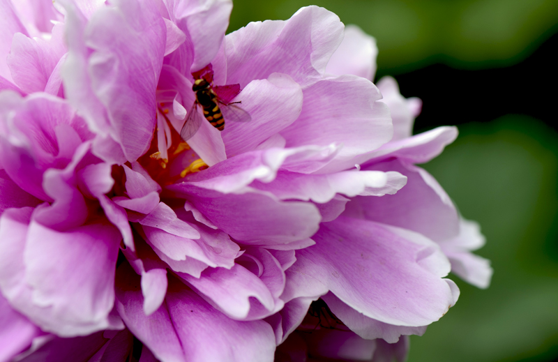 dsc_6185a.jpg