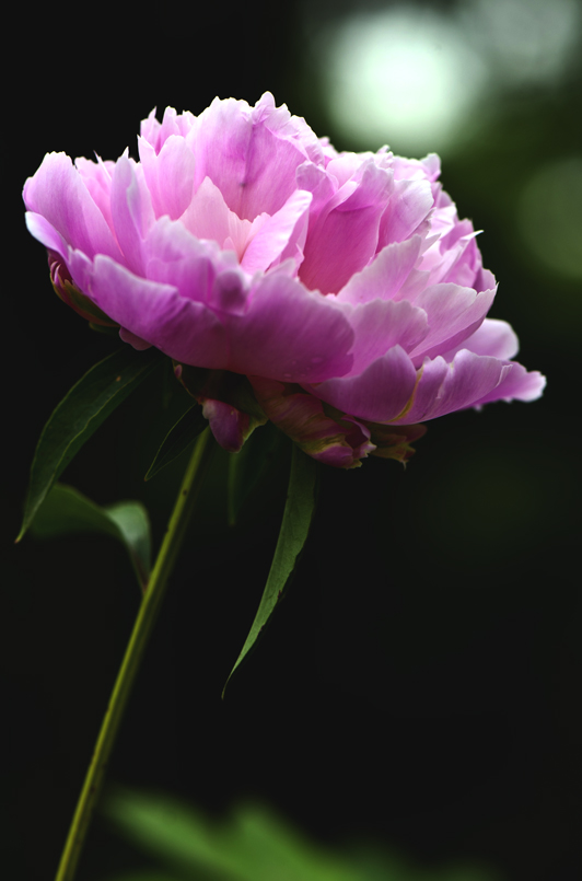 dsc_6188a.jpg