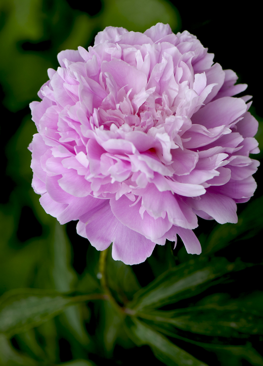 dsc_6193a.jpg
