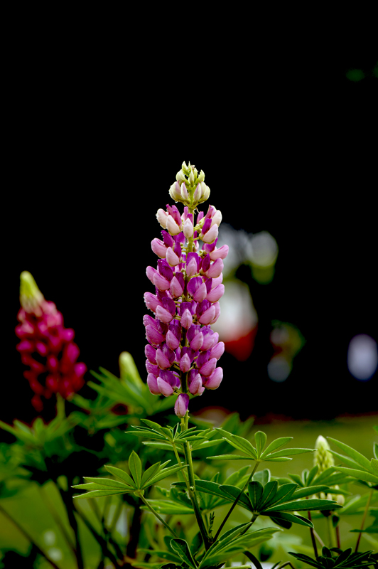 dsc_6201a.jpg