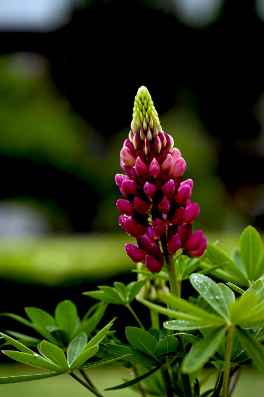 dsc_6204a.jpg