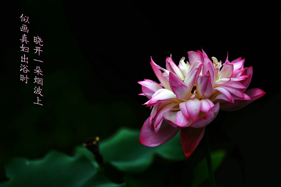 dsc_7556_1.jpg