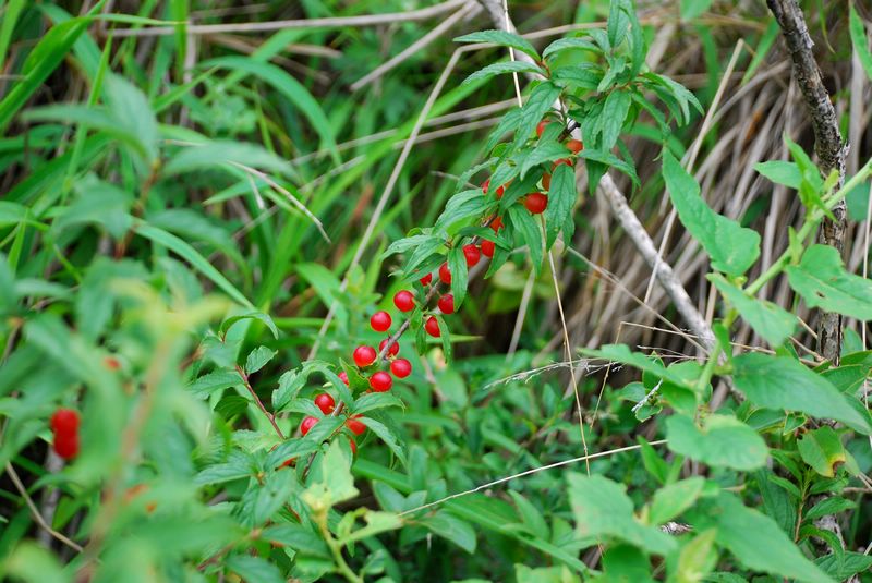 dsc_3350.jpg