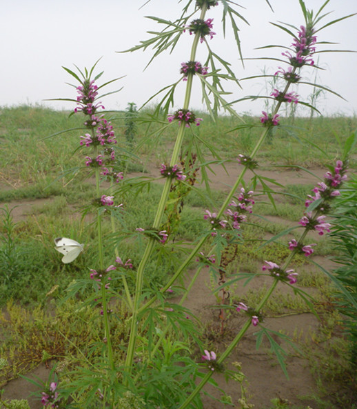 p1060963_.jpg