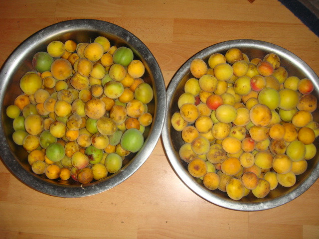 dsc03835.jpg
