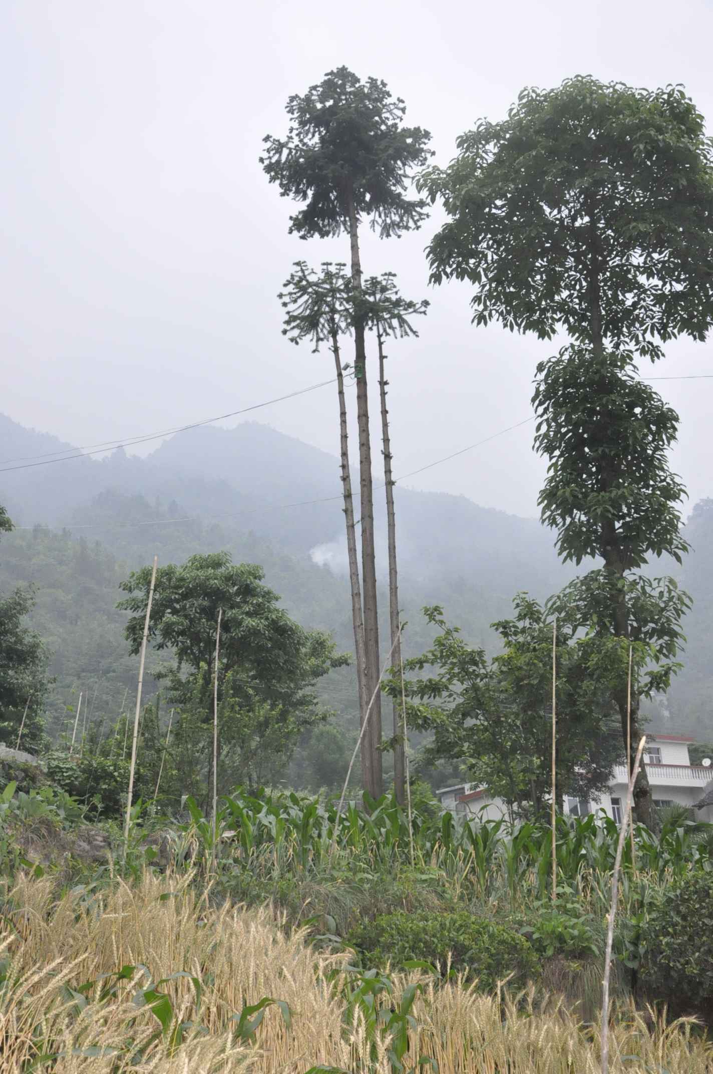 20116.4-6彭 337.jpg
