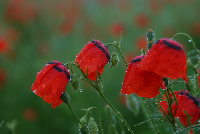 dsc_0319-1.jpg