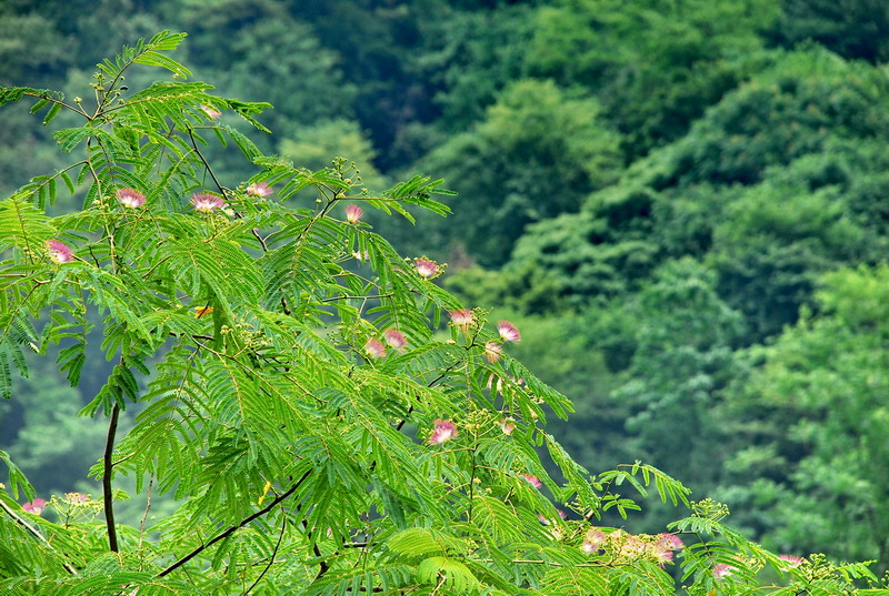 dsc_0401.jpg