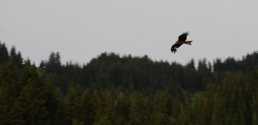 dsc_0171-1.jpg