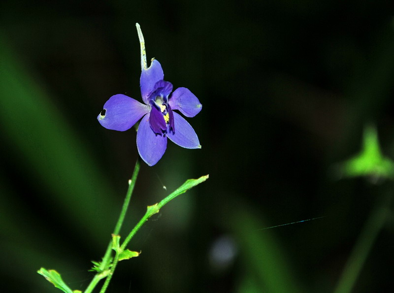 dsc_0451.jpg
