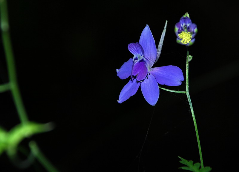 dsc_0452.jpg