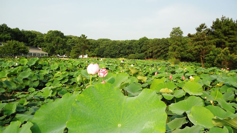 neo_img_dsc03280.jpg
