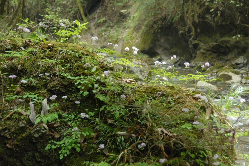 dsc_0469.jpg