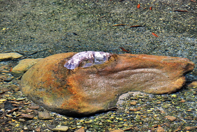 dsc_0617.jpg