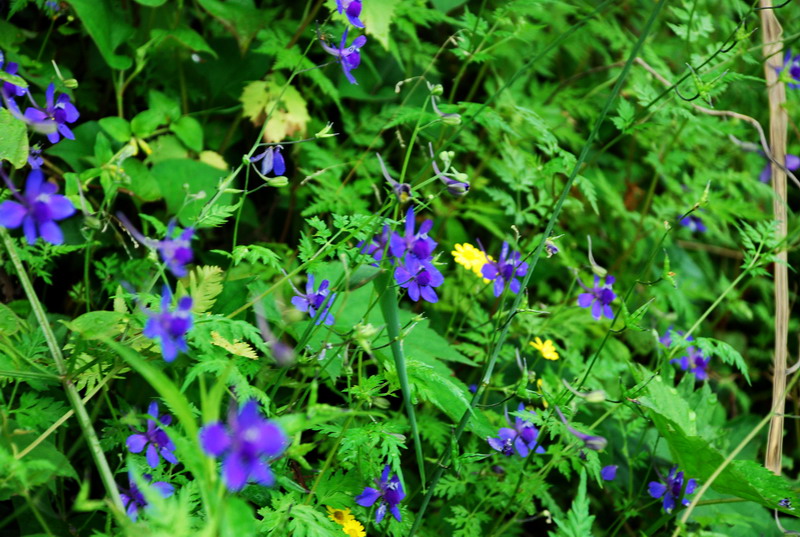 dsc_0694.jpg