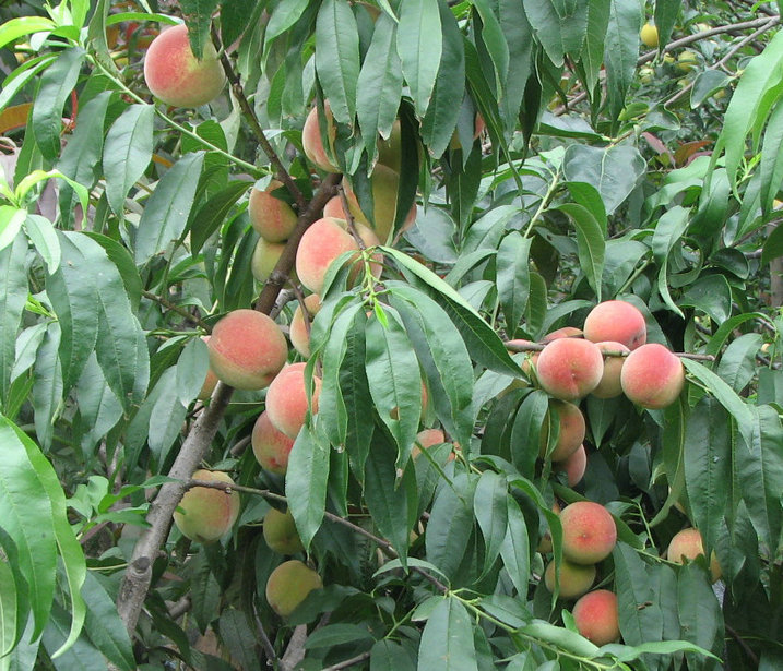 Ů 042.jpg