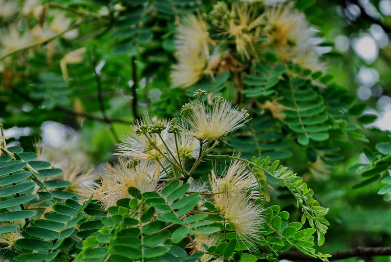 dsc_0698.jpg
