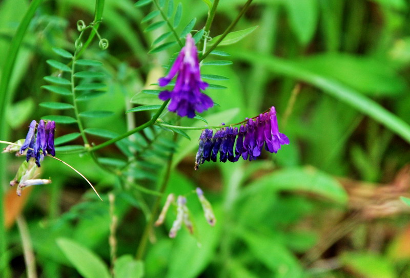dsc_0704.jpg