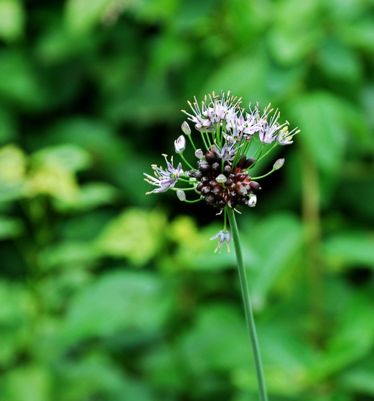 dsc_0707.jpg