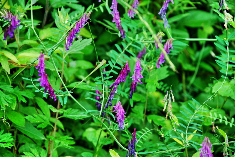 dsc_0706.jpg