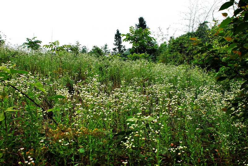 dsc_0730.jpg