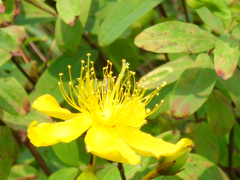 sdc10090.jpg
