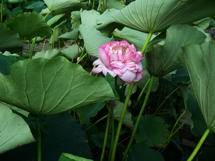 100_1294.jpg