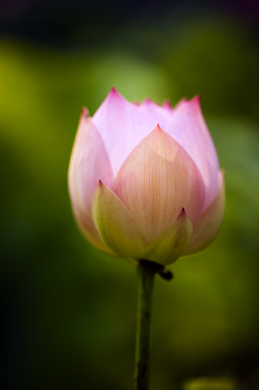 dsc_6923a.jpg