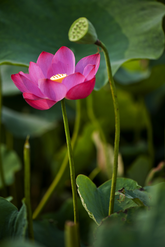 dsc_6915a.jpg