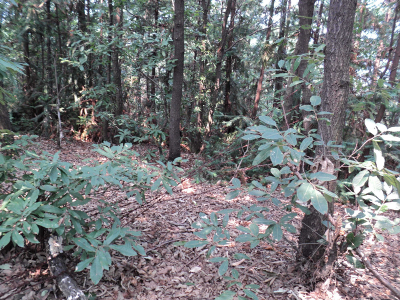 dsc04680_.jpg
