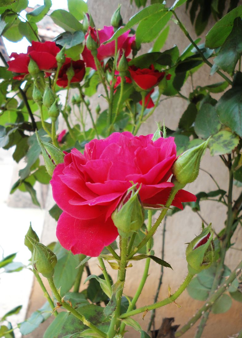 neo_img_dsc03191.jpg