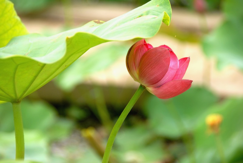 dsc_0054.jpg