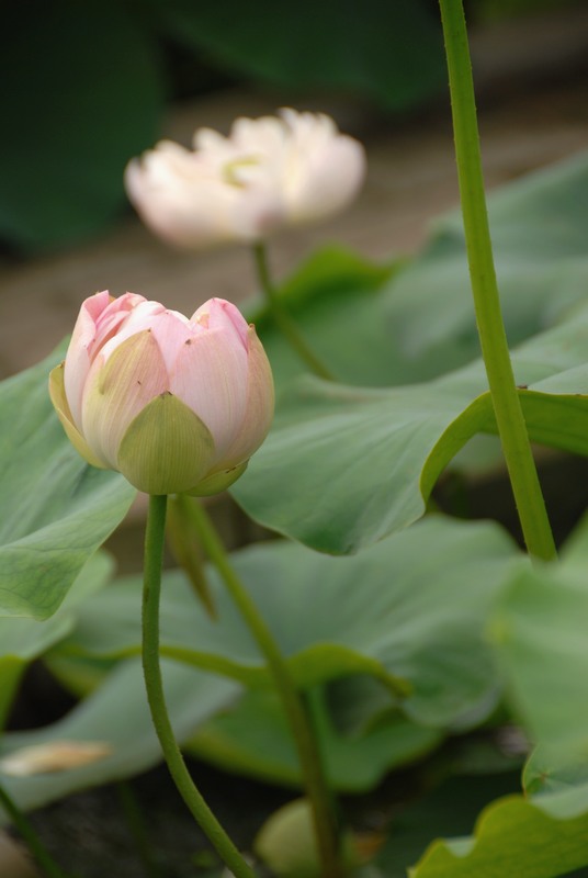 dsc_0053.jpg