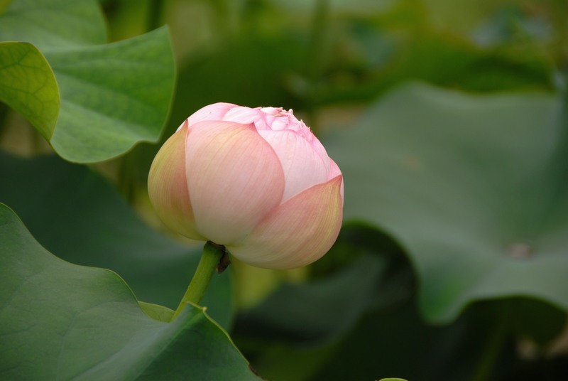 dsc_0070.jpg