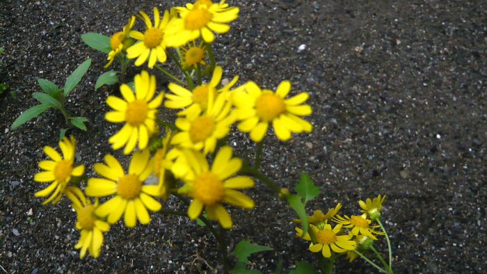 p1110172.jpg