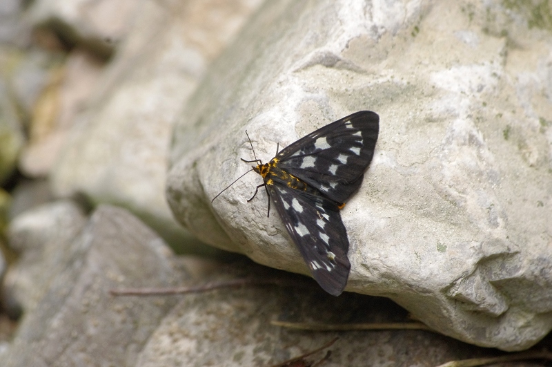 imgp01160.jpg