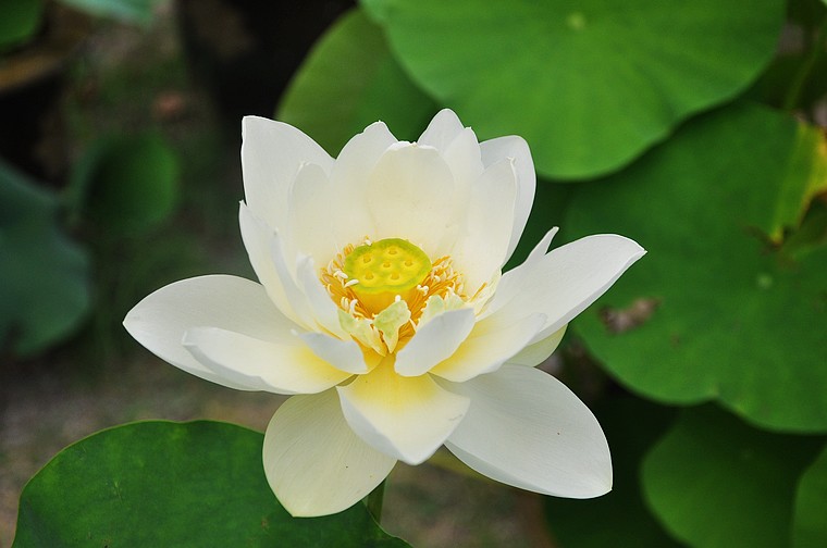 dsc_1459.jpg