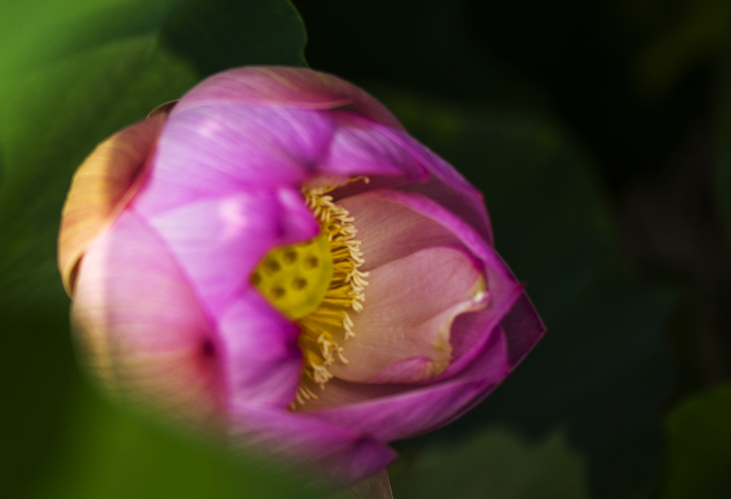 dsc_6959a.jpg
