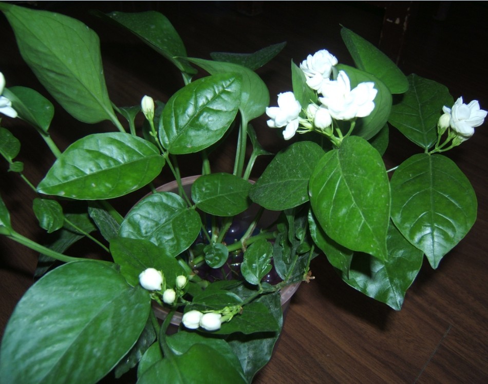 dscf6560.jpg