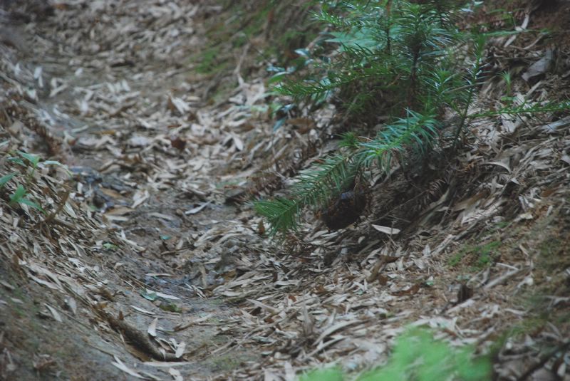 dsc_4341.jpg