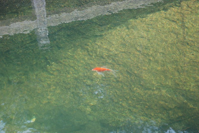 dsc_4433.jpg
