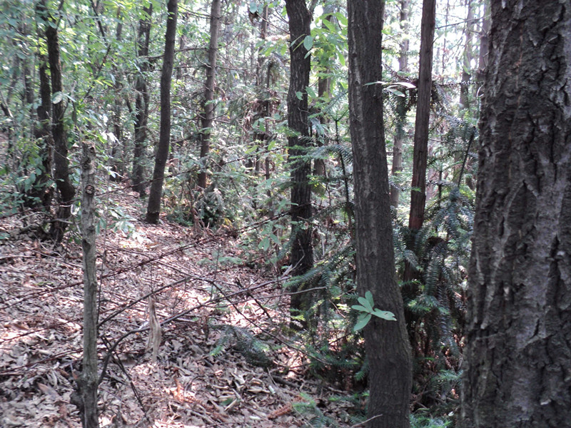 dsc04678_.jpg