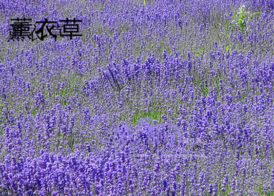 img_0373____.jpg
