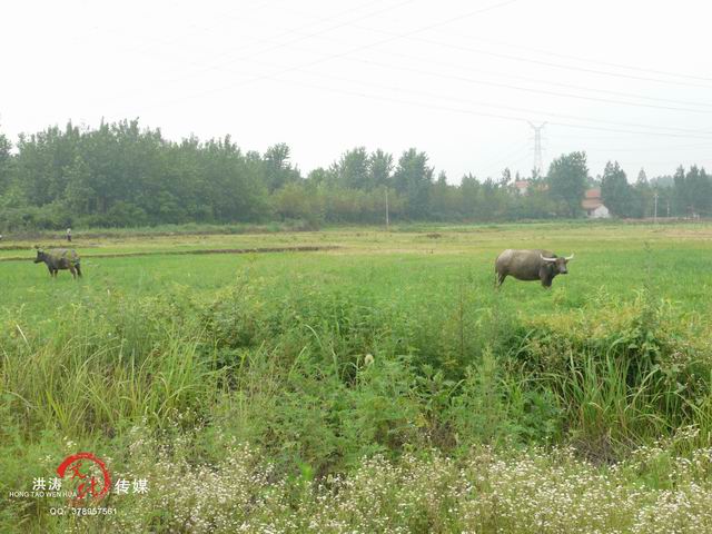 С p1060476 .jpg