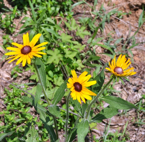 dsc_0097_.jpg