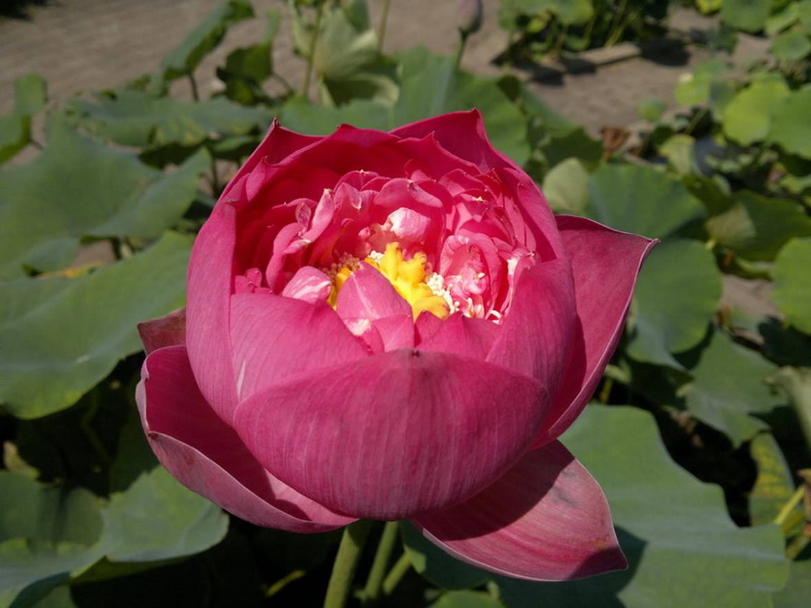 20110702㹲 073.jpg