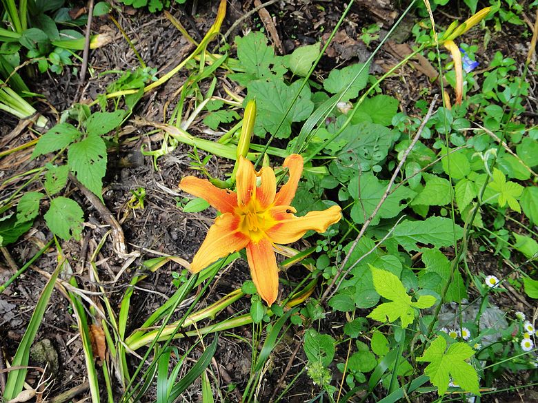 dsc05356.jpg
